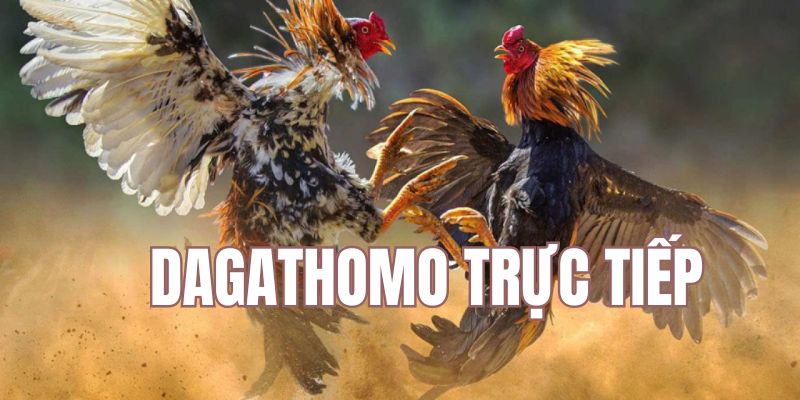 Dagathomo Trực Tiếp - Hình Thức Cá Cược Chiến Kê Kịch Tính